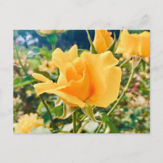 Announcement Postcard