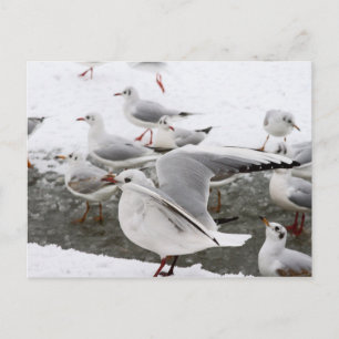 Announcement Postcard