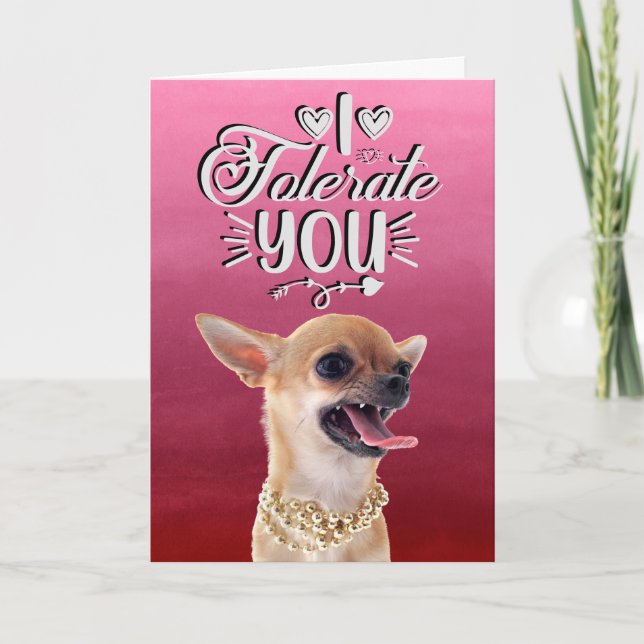 Annoyed Chihuahua Valentine's Day Holiday Card (Front)