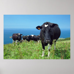 Annoyed cow poster