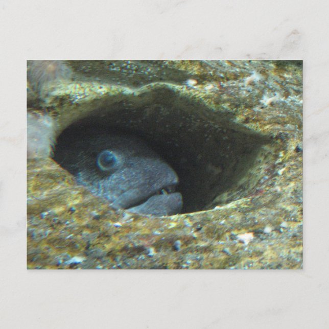 Annoyed Sentry Fish Postcard (Front)