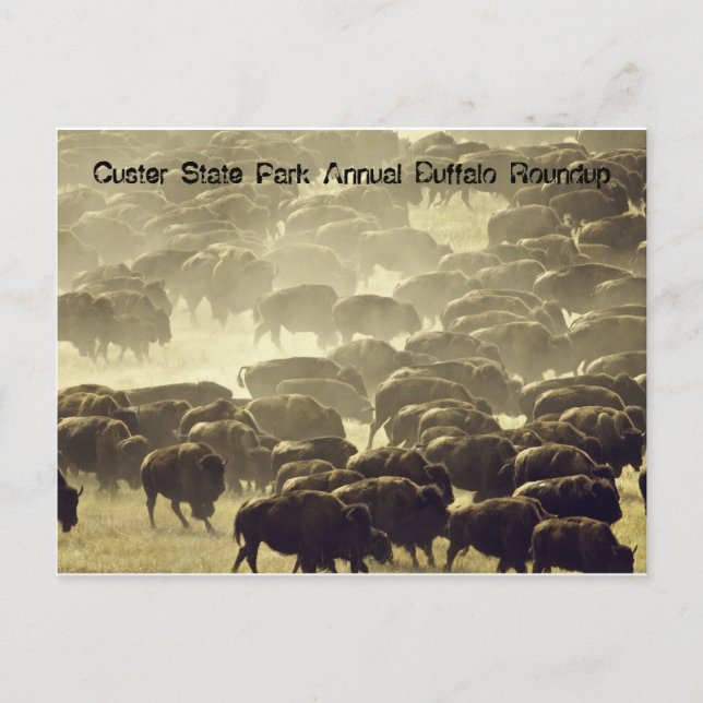 Annual Buffalo Roundup at Custer State Park Postcard (Front)