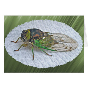 Annual Cicada Coordinating Items