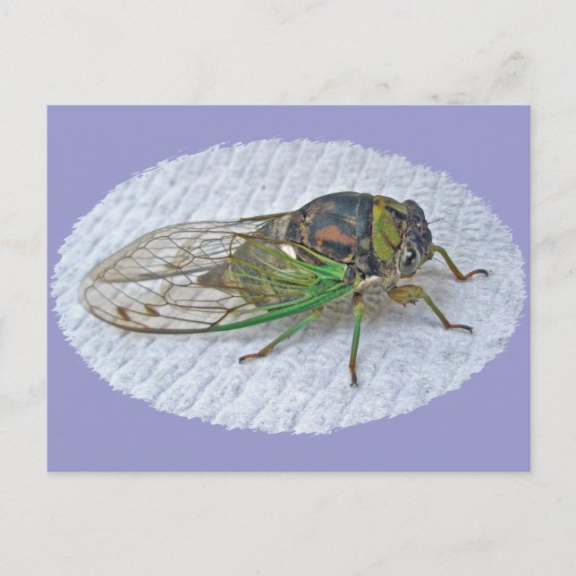 Annual Cicada Coordinating Items Postcard (Front)