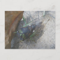 Annual Cicada Postcard