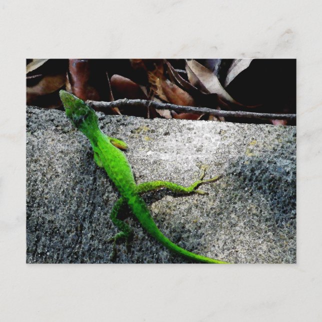 Anole 6704     postcard (Front)