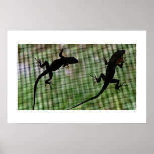 Anole Dual Poster