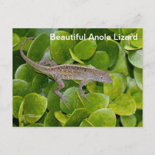 Anole Lizard in Florida Postcard
