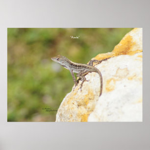 Anole Lizard Rock Poster or Print