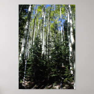 Another Spen Grove On The North Facing Slope Of Th Poster