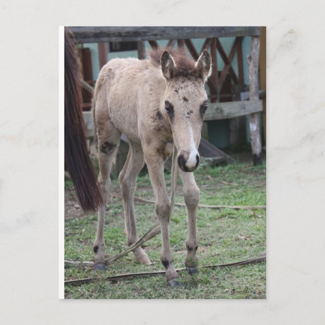 Anse1 Postcard (Front)