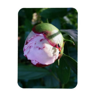 Ant and Shadow on Peony Magnet