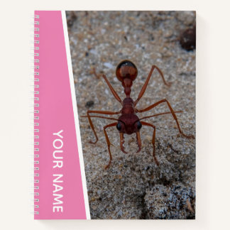 Ant Big Insect Closeup Australia, Pink Notebook
