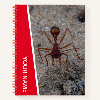 Ant Big Insect Closeup Australia, Red Notebook