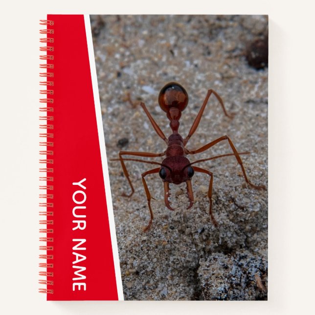 Ant Big Insect Closeup Australia, Red Notebook (Front)