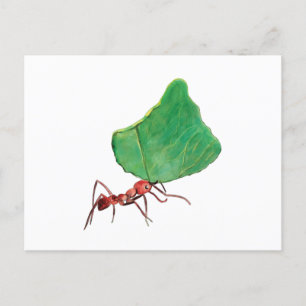 Ant Carrying a Big Leaf Postcard