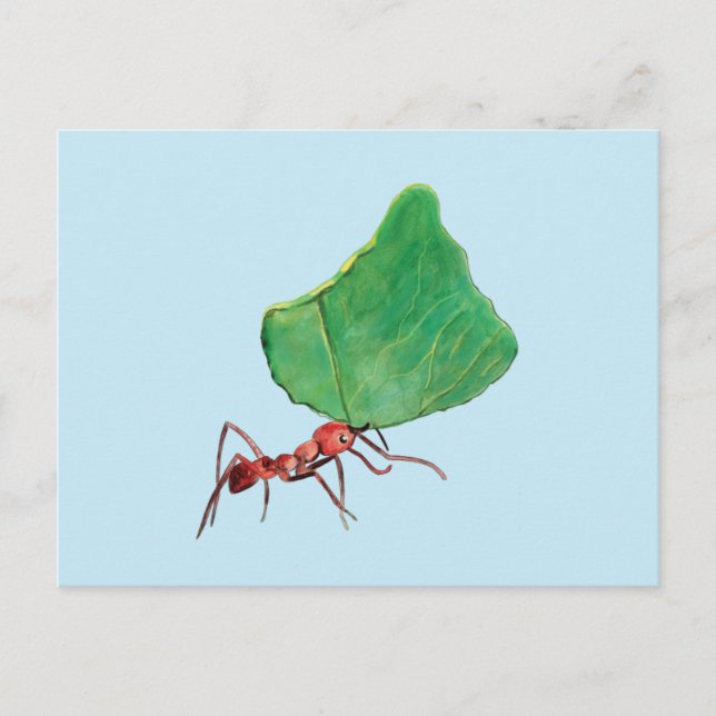 Ant Carrying a Big Leaf   Postcard (Front)