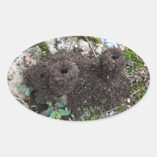 Ant Castle Oval Sticker