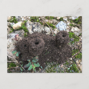 Ant Castle Postcard