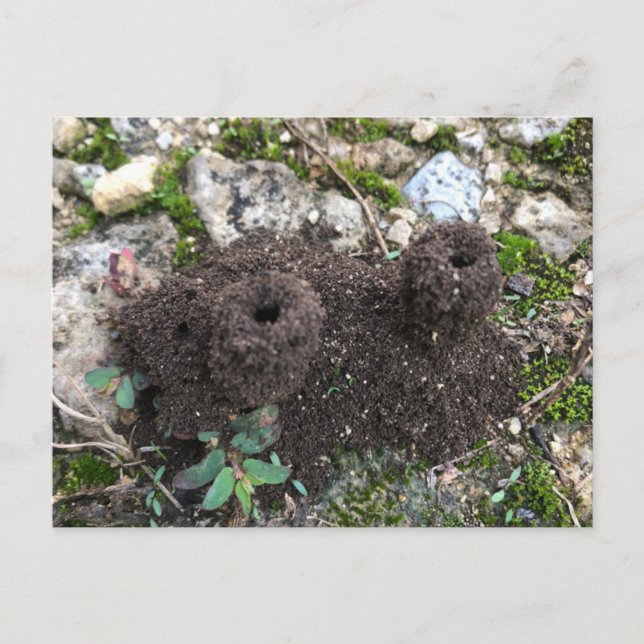 Ant Castle Postcard (Front)
