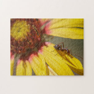ant jigsaw puzzle