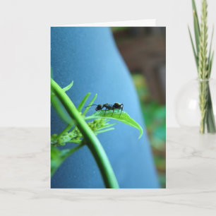 Ant on a Leaf Greeting Cards