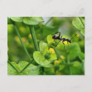 Ant Postcard