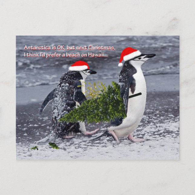 Antarctic Beach Christmas Postcard (Front)