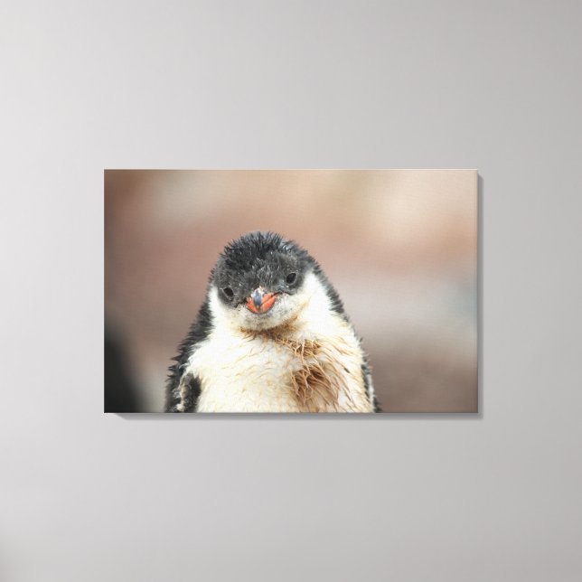 Antarctic Canvas Print (Front)