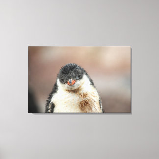 Antarctic Canvas Print
