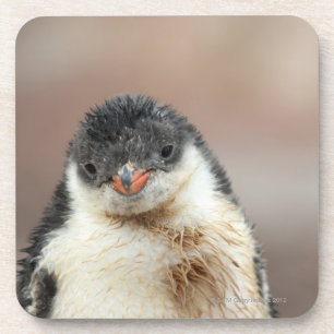 Antarctic Coaster