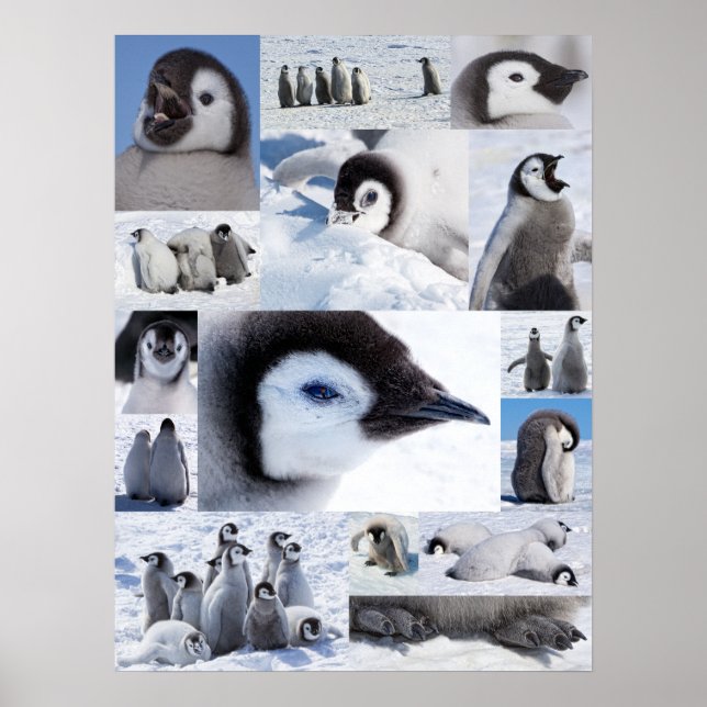 Antarctic Emperor Penguin Chicks Photo Collage Poster (Front)