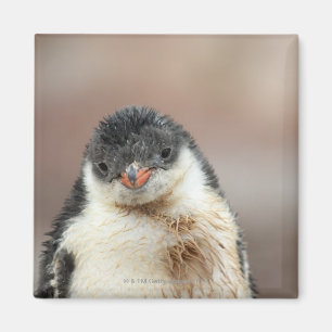 Antarctic Magnet
