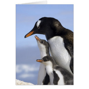 Antarctic Peninsula, Neko Harbour, Gentoo