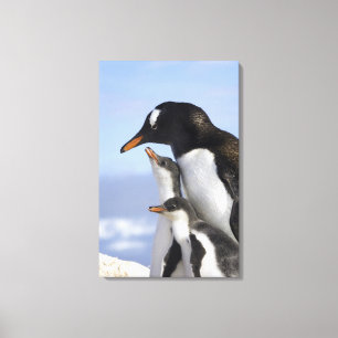 Antarctic Peninsula, Neko Harbour, Gentoo Canvas Print