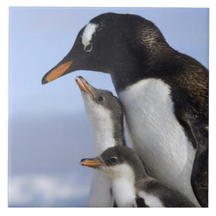 Antarctic Peninsula, Neko Harbour, Gentoo Tile