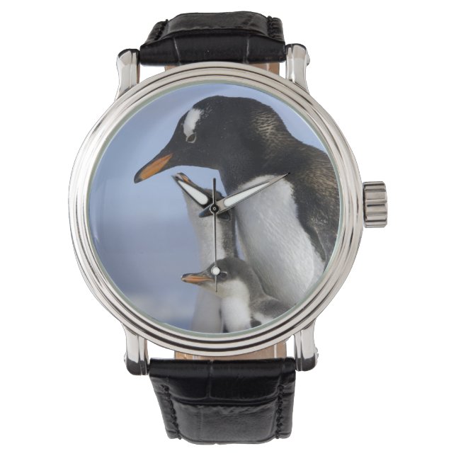Antarctic Peninsula, Neko Harbour, Gentoo Watch (Front)