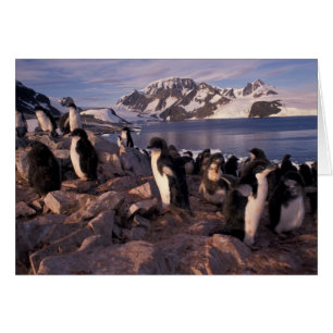 Antarctica, Adelie penguin chicks