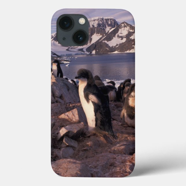 Antarctica, Adelie penguin chicks Case-Mate iPhone Case (Back)