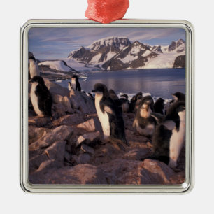 Antarctica, Adelie penguin chicks Metal Tree Decoration