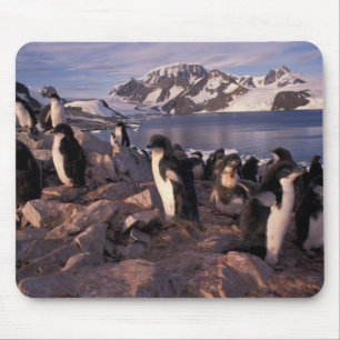 Antarctica, Adelie penguin chicks Mouse Pad