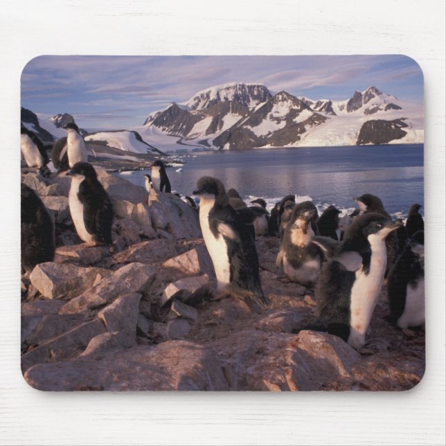 Antarctica, Adelie penguin chicks Mouse Pad (Front)