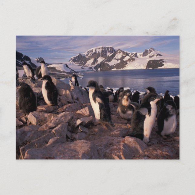 Antarctica, Adelie penguin chicks Postcard (Front)