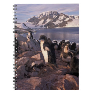 Antarctica, Adelie penguin chicks Spiral Notebook