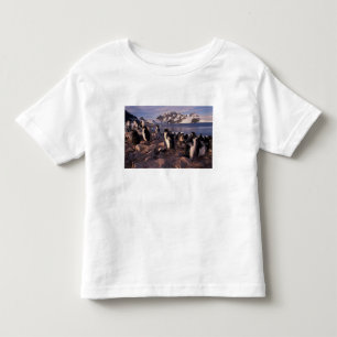 Antarctica, Adelie penguin chicks Toddler T-Shirt