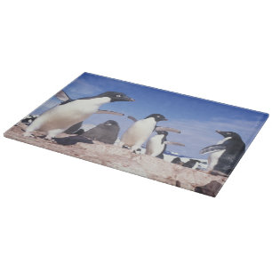 Antarctica, Adelie Penguin Pygoscelis Cutting Board
