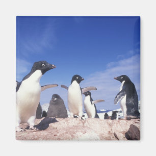 Antarctica, Adelie Penguin Pygoscelis Magnet