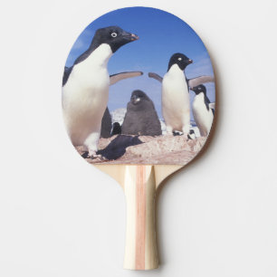 Antarctica, Adelie Penguin Pygoscelis Ping Pong Paddle