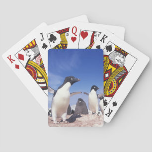 Antarctica, Adelie Penguin Pygoscelis Playing Cards