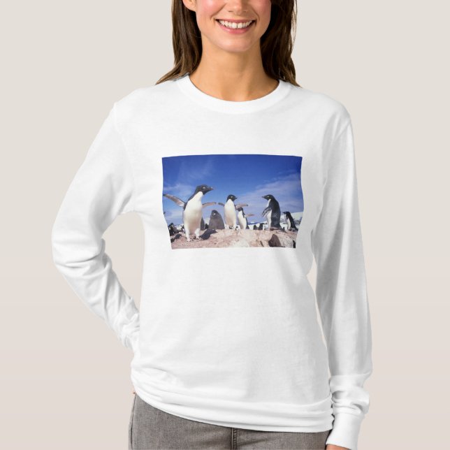 Antarctica, Adelie Penguin Pygoscelis T-Shirt (Front)